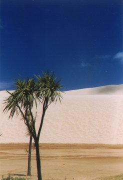 Sand dunes at Te Paki.