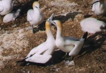 Two courting gannets.