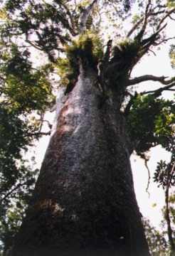 Te Matua Ngahere, father of the forest.