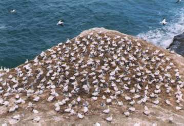 Muriwai Beach and its colony of Australasian gannets.