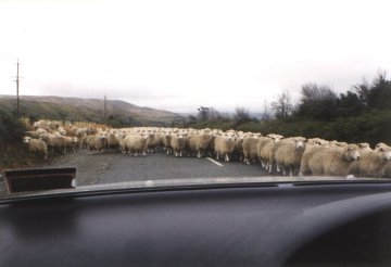 Sheep!